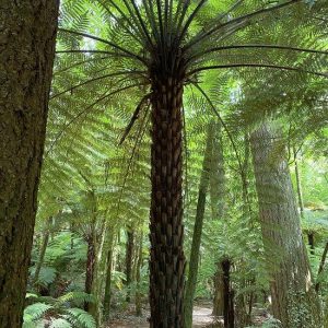 Tree Fern (Dicksonia antarctica)